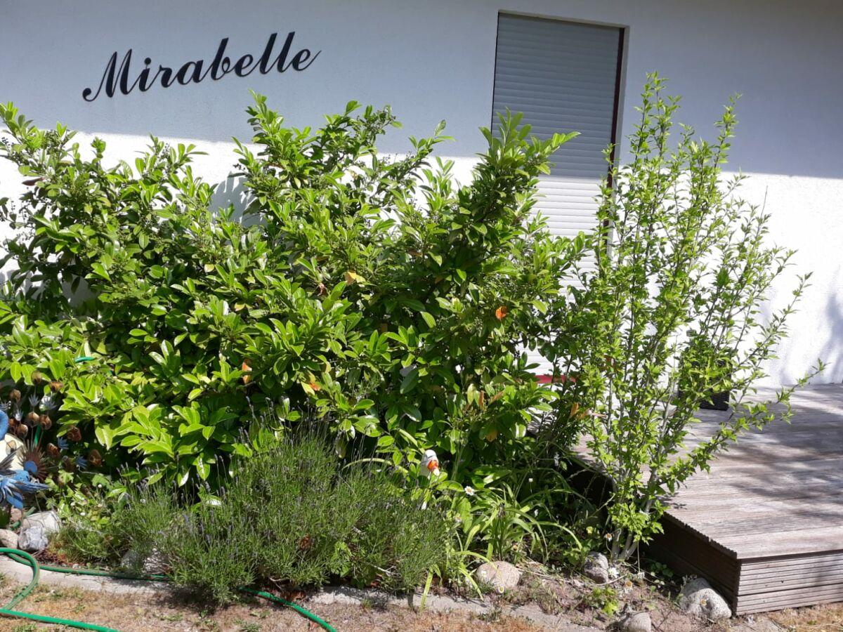 Ferienwohnung hohwacht aussenaufnahme 3 im oder rund um Haus Mirabelle