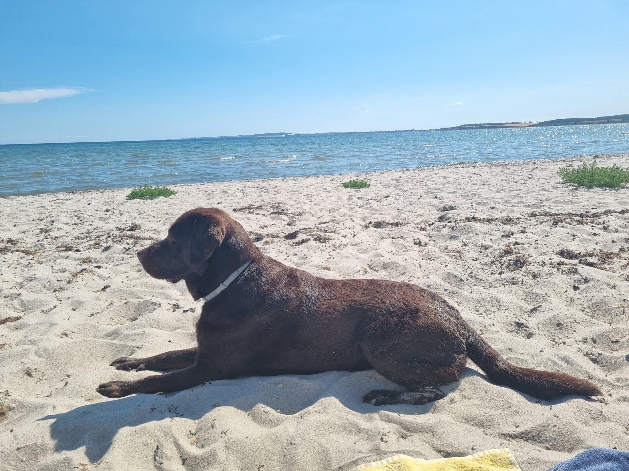 Dog on the beach in Hohwacht